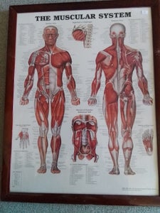 Planche motiv: The muscular