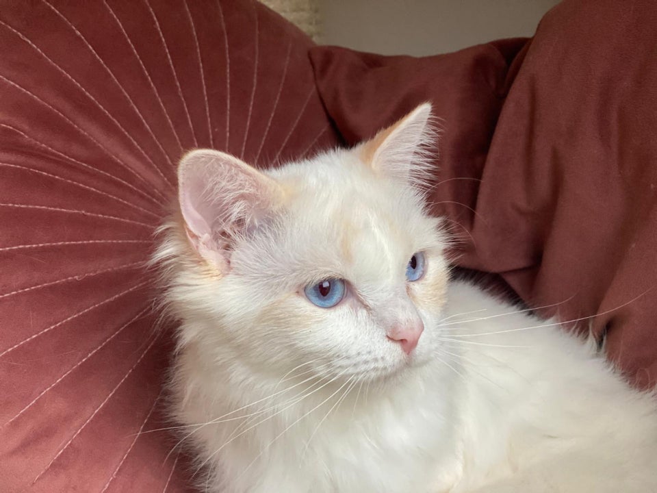 Hankat, Ragdoll, 5 mdr.