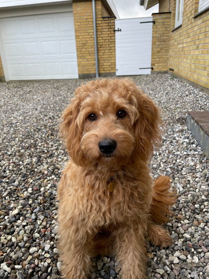 Goldendoodle, hund, 11 mdr.