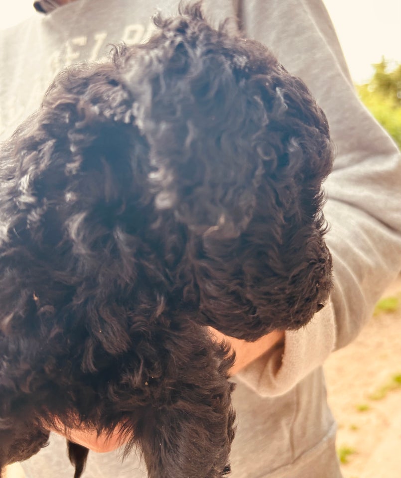 Goldendoodle Venteliste no