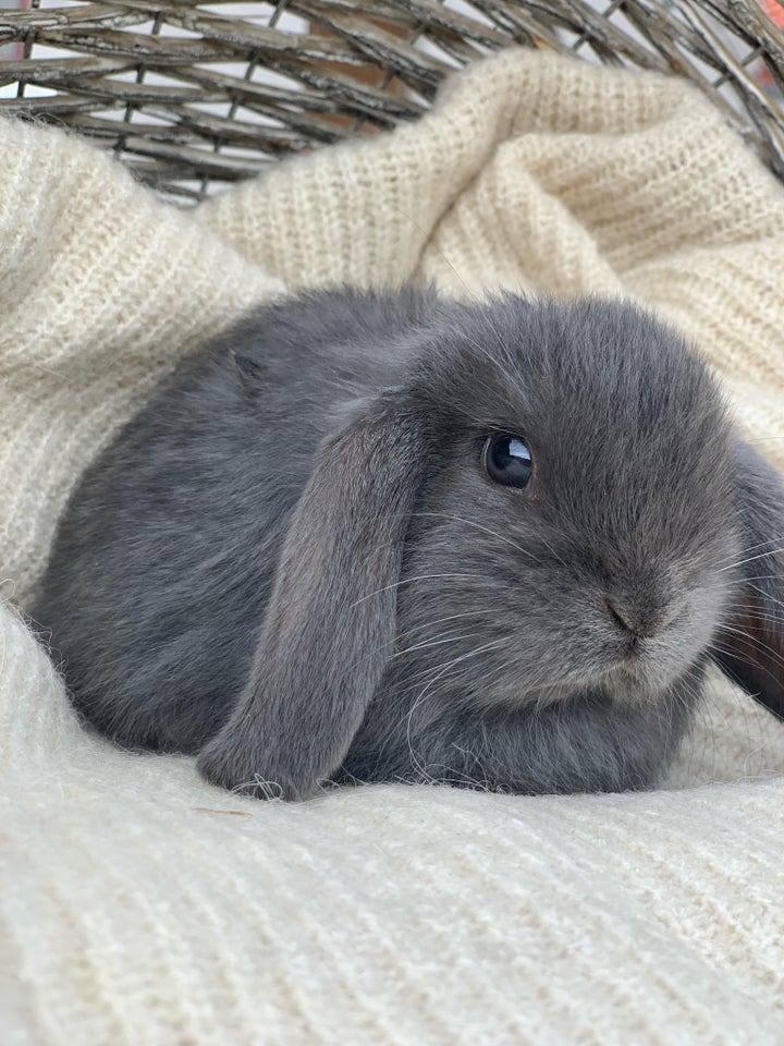 Kanin Mini lop 0 år