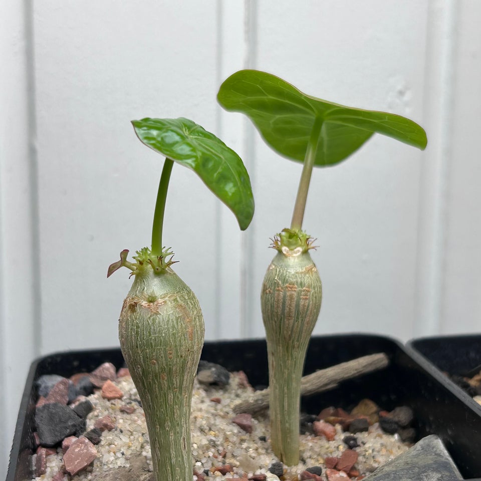 Sukkulent Jatropha podagrica