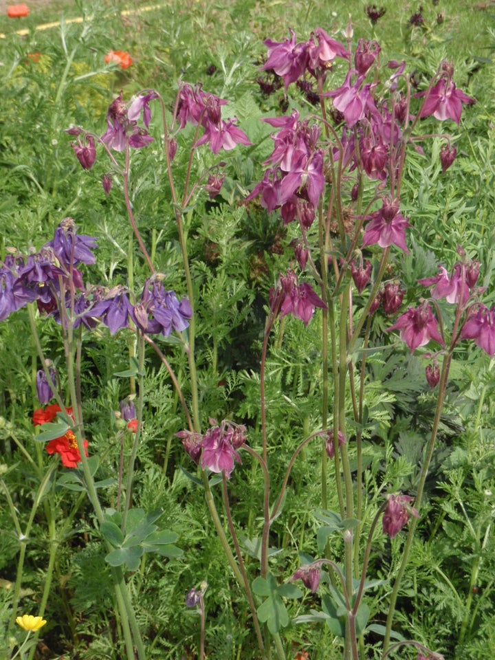 Stauder, Aquilegia vulgaris