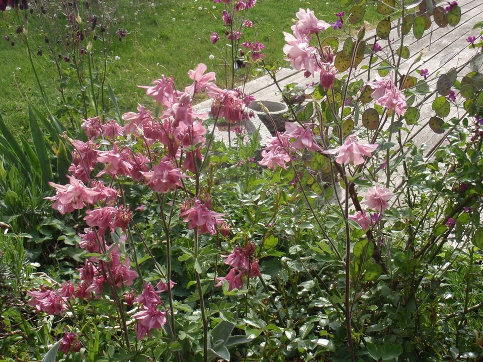 Stauder, Aquilegia vulgaris