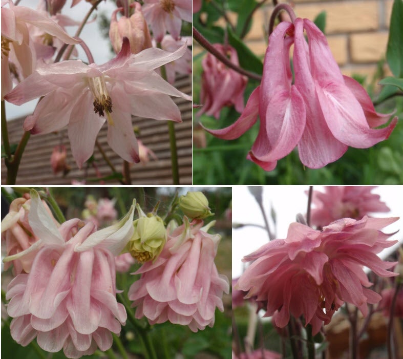 Stauder, Aquilegia vulgaris