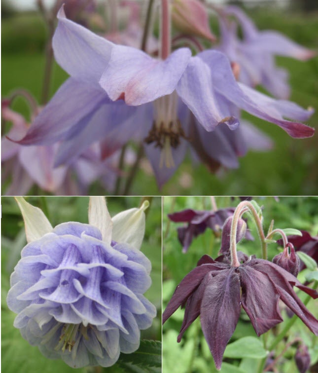 Stauder, Aquilegia vulgaris