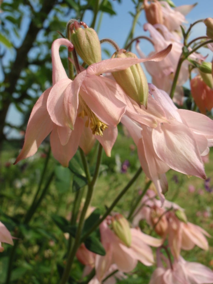 Stauder, Aquilegia vulgaris