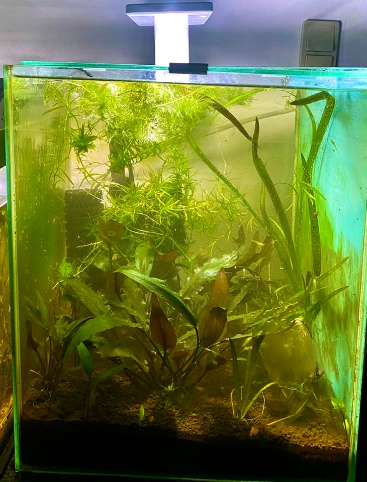 Akvarium, 30 liter, b: 29 d: 29 h: 30