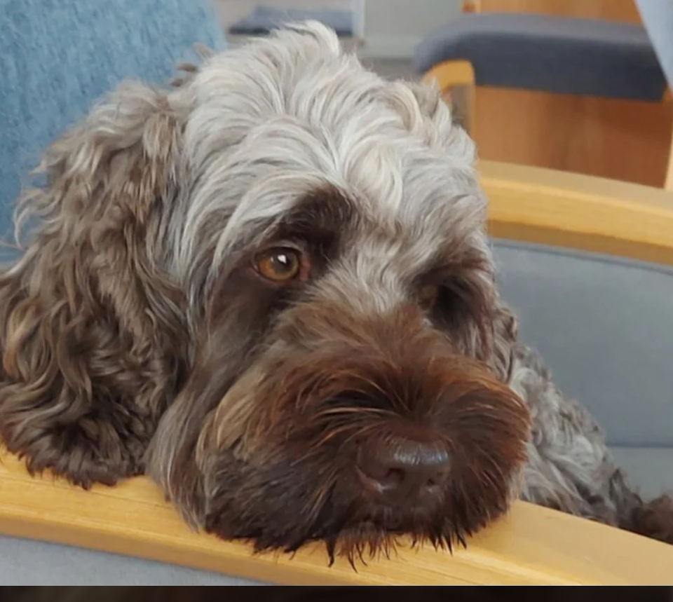 3 cockapoo/ cavapoo hvalpe