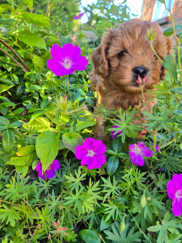 Cavapoo F1 hund 2 år