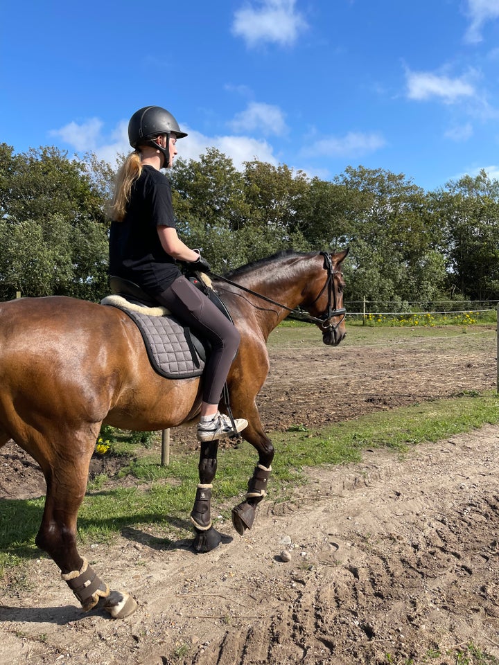 Dansk Varmblod vallak 8 år