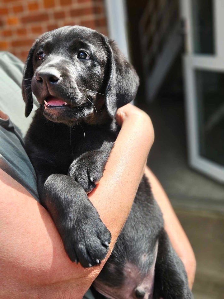 Ægte Labrador Retriever hvalpe