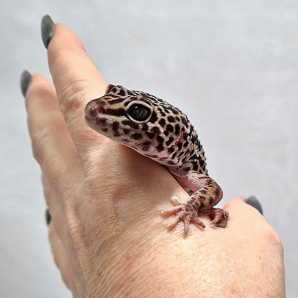 Gekko Leopard gekko han