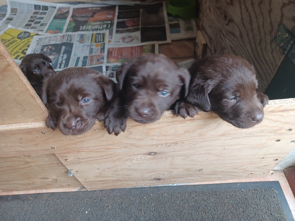 Labrador brun hvalpe 6 uger