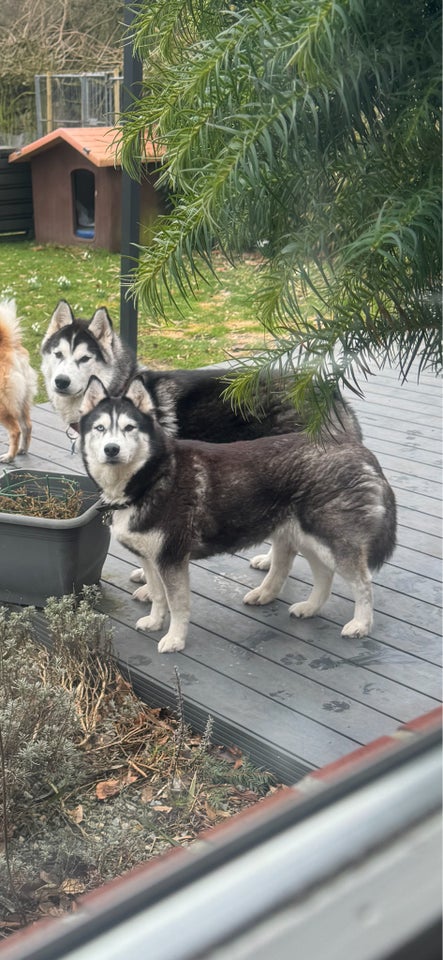 Husky hund 2 år