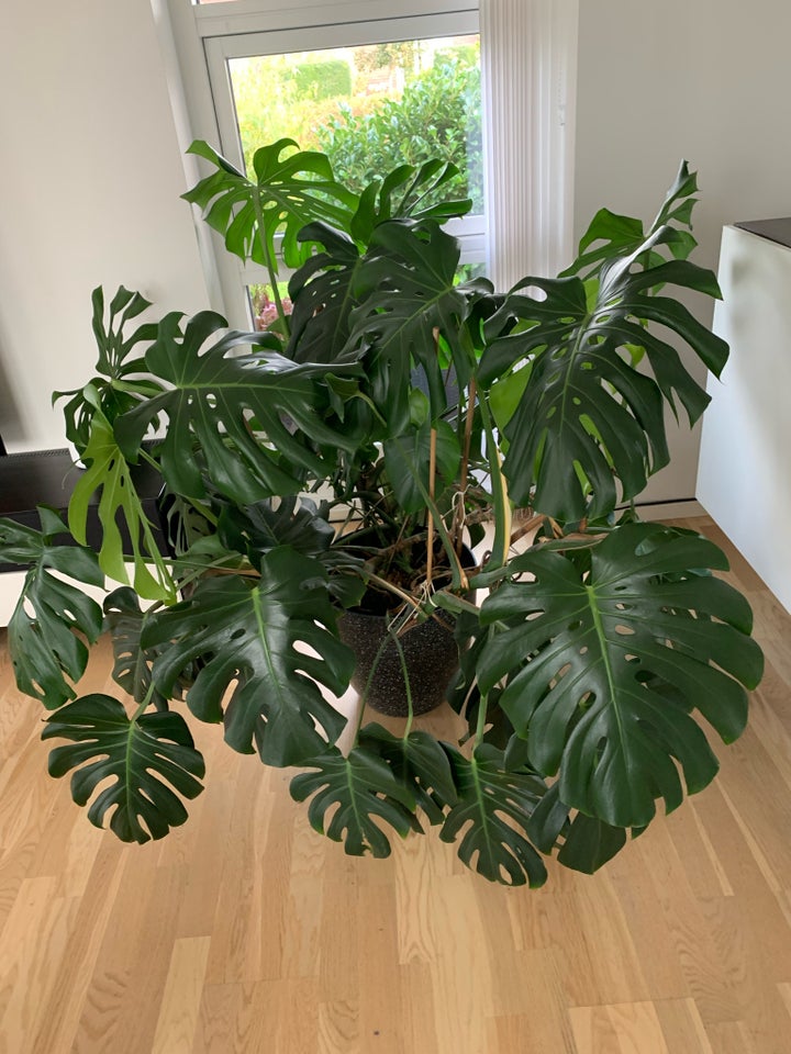 Stueplante  Monstera