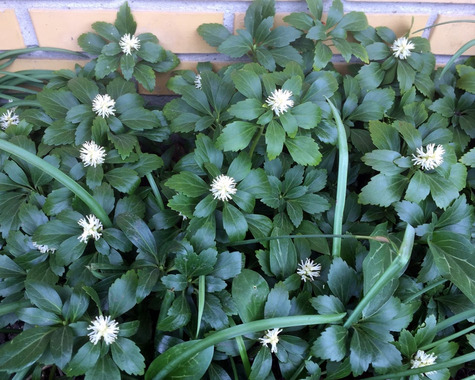 Bunddække Pachysandra