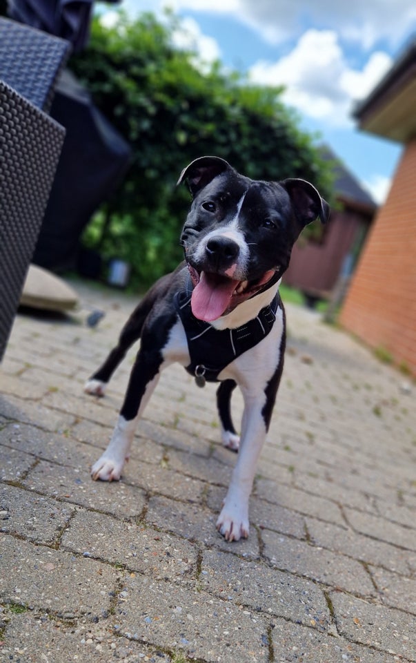 Staffordshire Bull Terrier hund