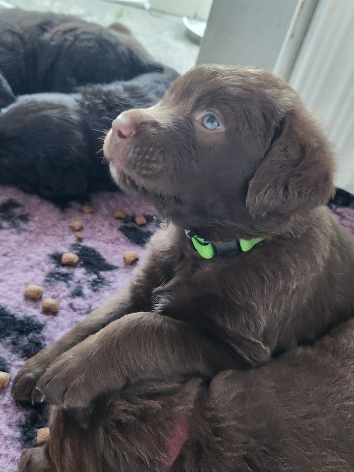 Chesapea Bay Retriver/Golden