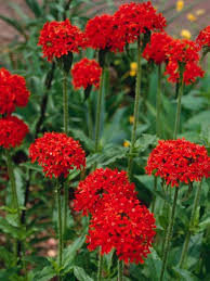 Stauder Lychnis chalcedonica