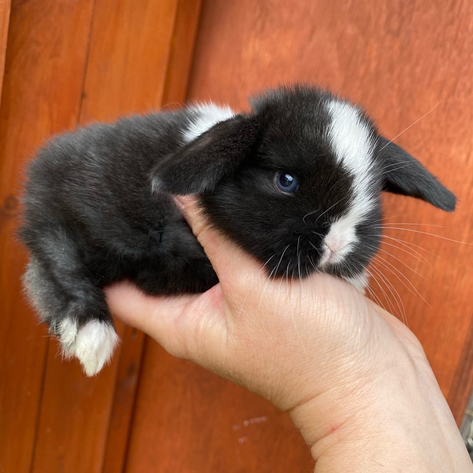 Kanin Mini Lop DRENG 0 år