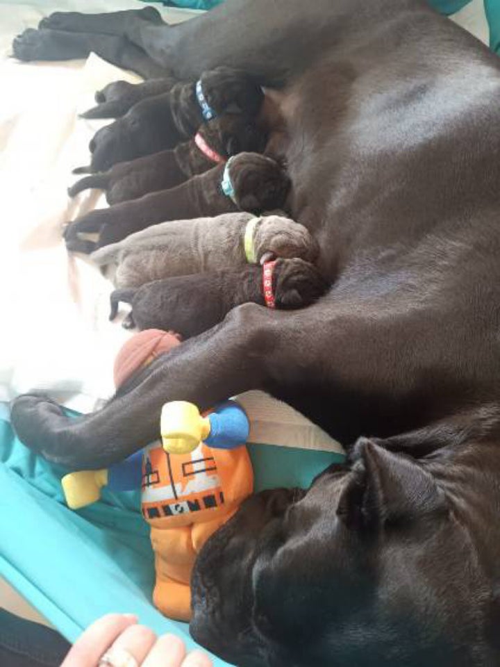 Cane Corso, hvalpe, 1 uge