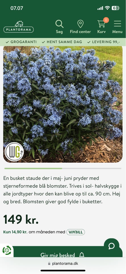 Staude blåstjerne ausonia