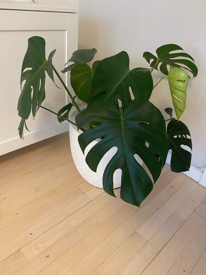 Stueplante , Monstera