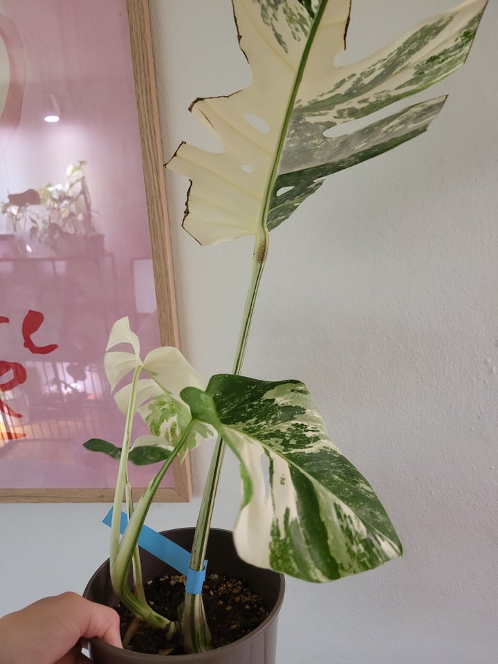 Monstera albo variegata / broget