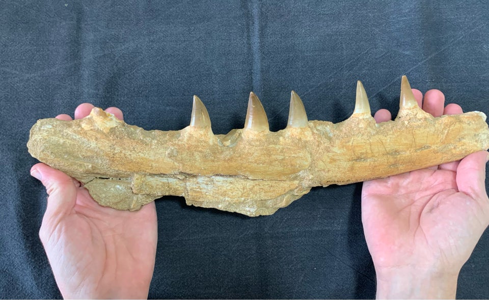 Fossiler, Kæbe fra Mosasaur