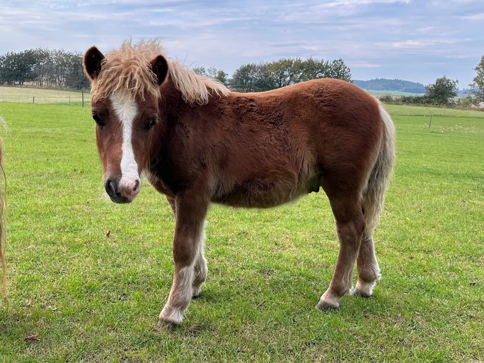 Shetlænder, hingst, 1 år