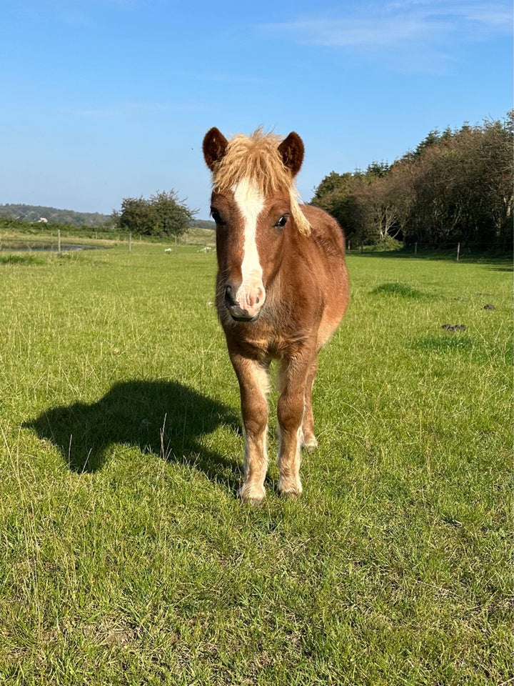 Shetlænder, hingst, 1 år