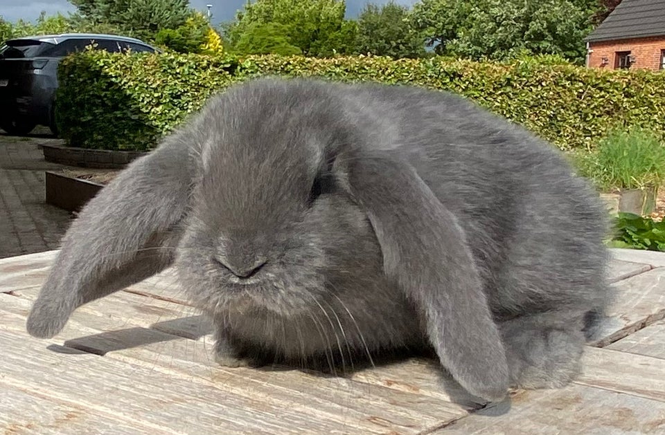 Kanin FRANSK VÆDDER HAN BLÅ 0 år