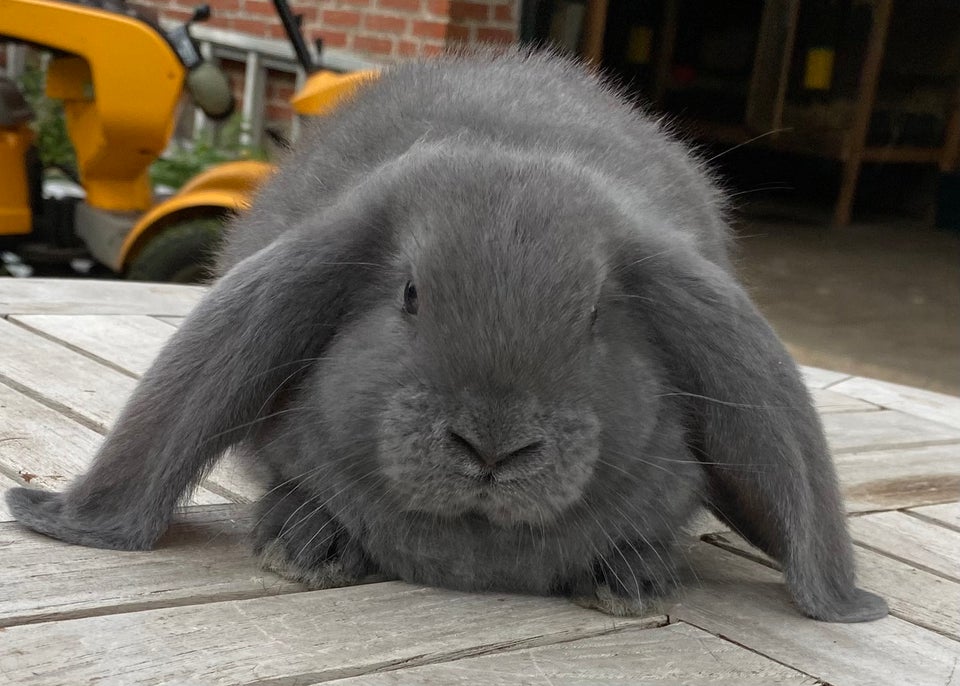 Kanin FRANSK VÆDDER HAN BLÅ 0 år