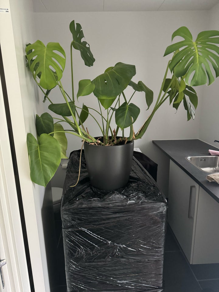 Blokke plante