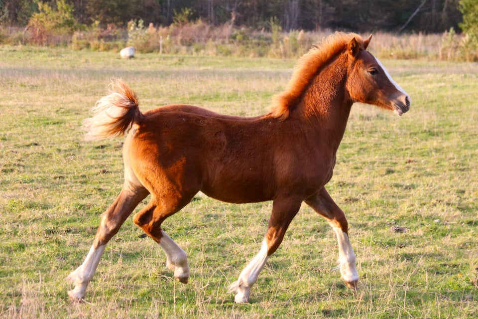 Welsh, hoppe, 0 år