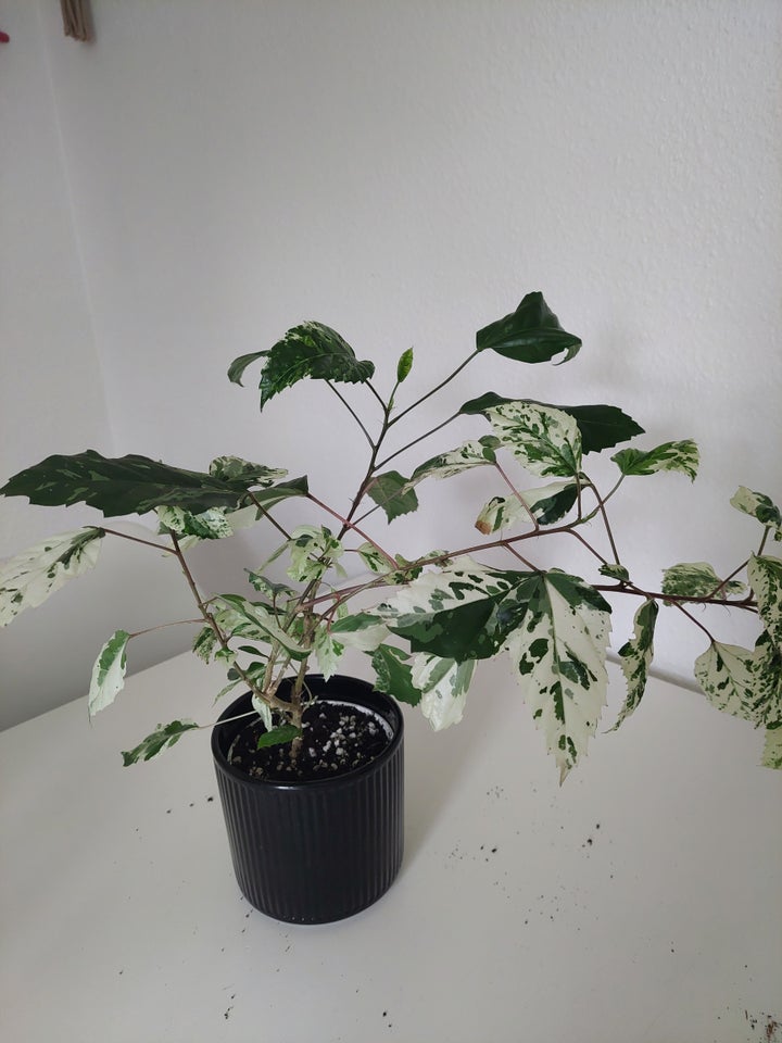 Stueplante, Hibiscus variegata