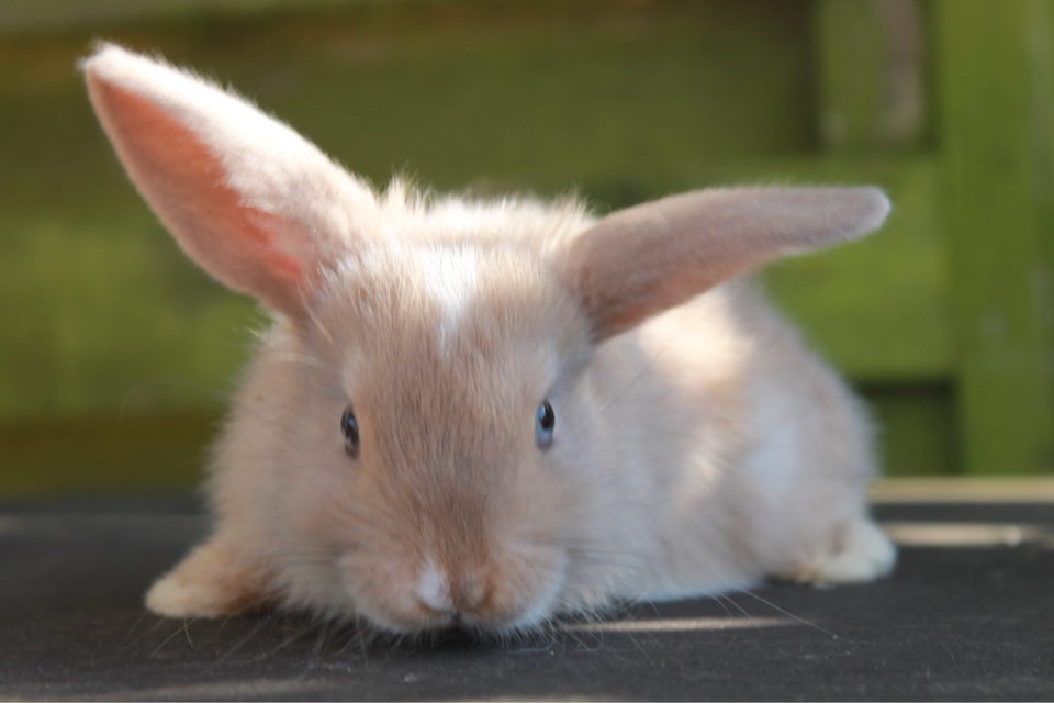 Kanin, Dværgvædder/Mini lop , 0 år