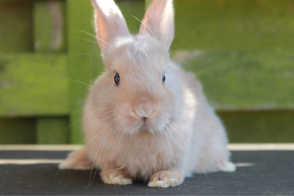 Kanin, Dværgvædder/Mini lop , 0 år