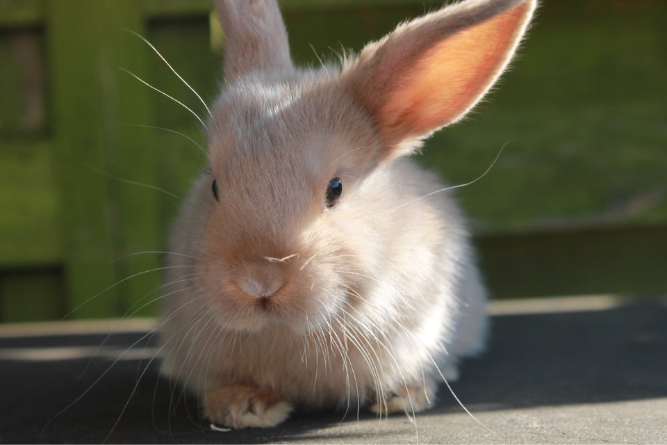 Kanin, Dværgvædder/Mini lop , 0 år