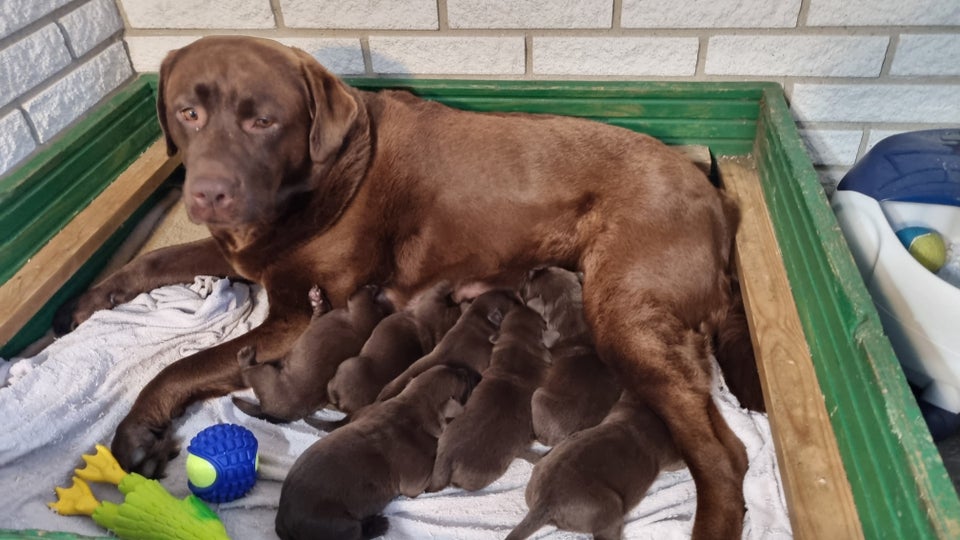 Labrador Retriever, hvalpe, 3 uger