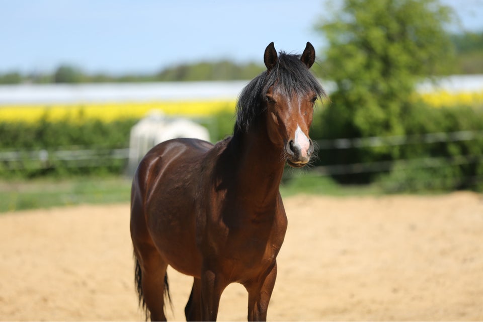 Arabisk fuldblod ox hingst 1 år