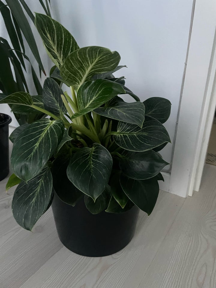 Indendørs plante , Philodendron