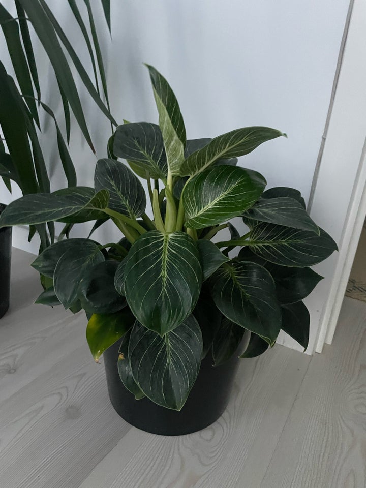 Indendørs plante , Philodendron