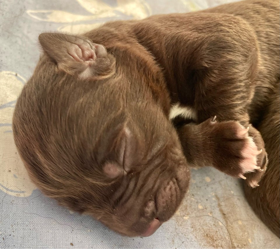 Brun labrador / Kleiner