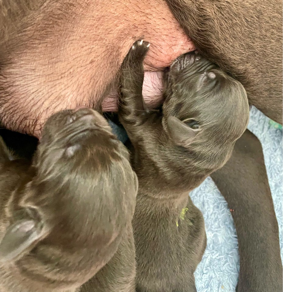 Brun labrador / Kleiner