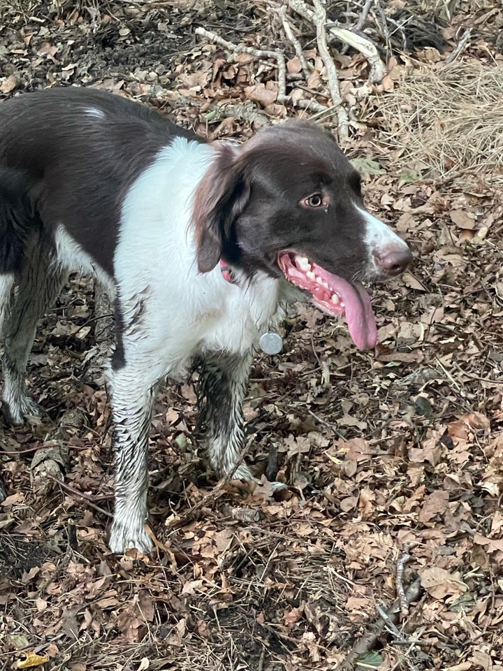 Brun labrador / Kleiner