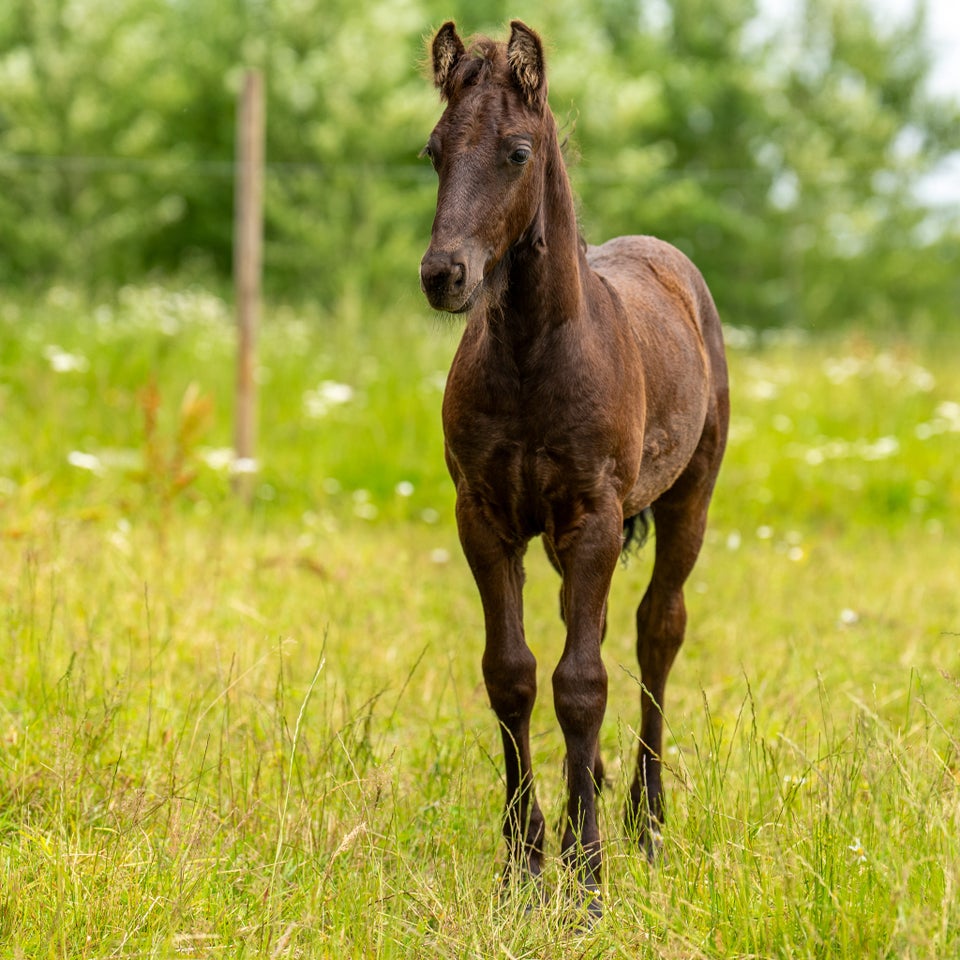 Frieser hingst 0 år