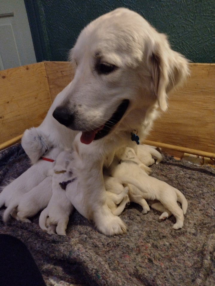 Golden retriever, hanhund, 8 mdr.