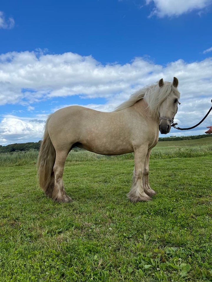 Irish Cob hoppe 6 år